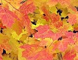 Fall Foliage_24181